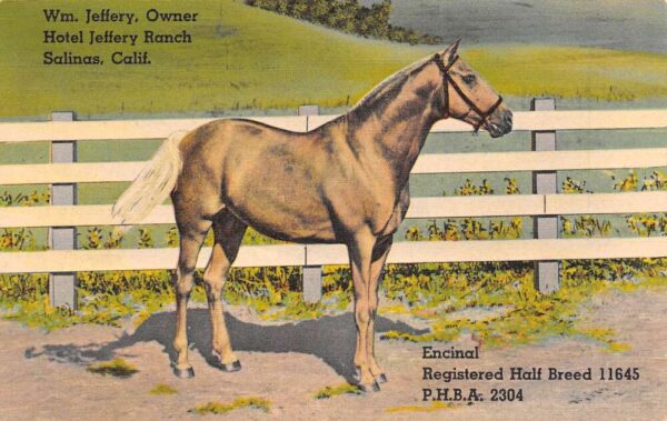 Salinas California Hotel Jeffery Ranch, Showing Famous Half Breed Horse PC U5189