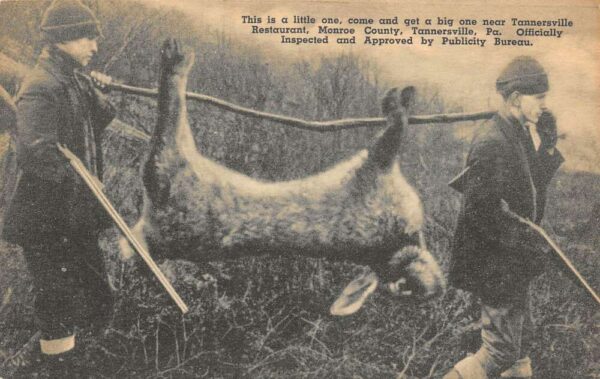 Tannersville Pennsylvania Exaggerated Rabbit, Near Tannersville Restaurant PC U5450