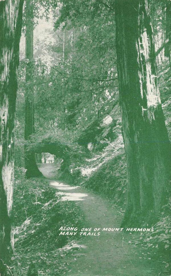Mount Hermon California Along Mount Hermon Trails Photochrome Vintage PC U5840