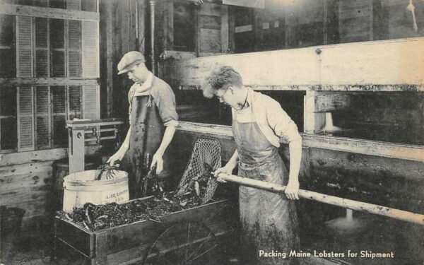 Maine Packing Lobsters for Shipment Vintage Postcard AA69032