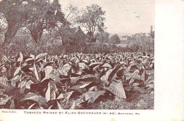 Bamford Pennsylvania Tobacco Plants, Gochnauer Farm, Photo Print Postcard U6390