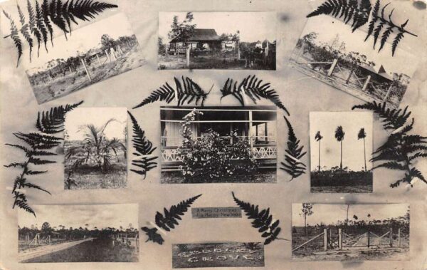 Florida Groves Farming Scene Multiview Real Photo Postcard AA69188