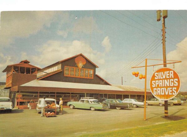 Citra Florida Silver Springs Grove Chrome Vintage Postcard U6768