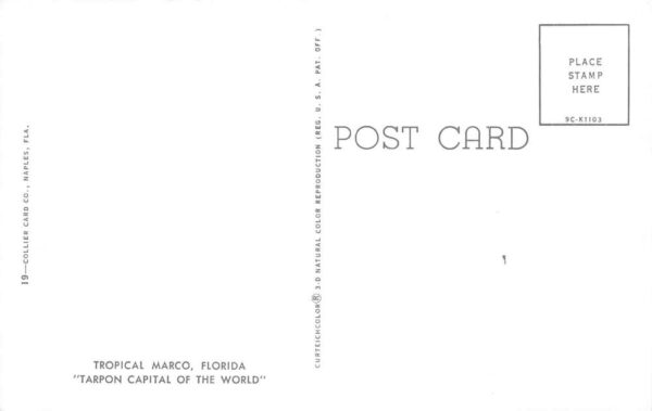Tropical Marco Florida Tarpon Capital of the World Chrome Vintage Postcard U6782 - Image 2
