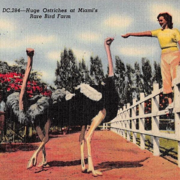 postcard of a lady feeding an ostrich