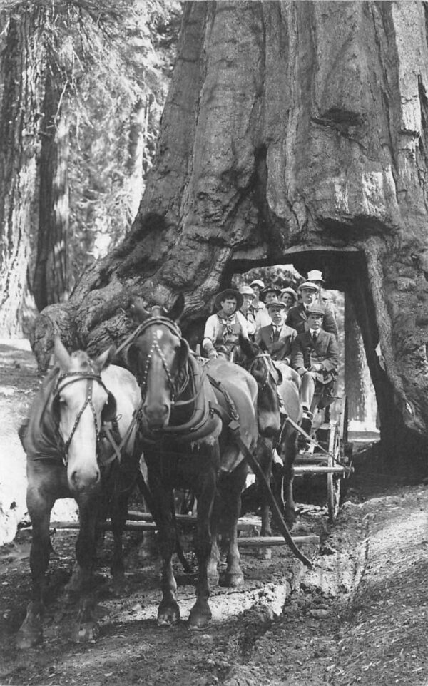 Yosemite California Wawona Tree Tunnel Horse Carriage Real Photo PC AA69456