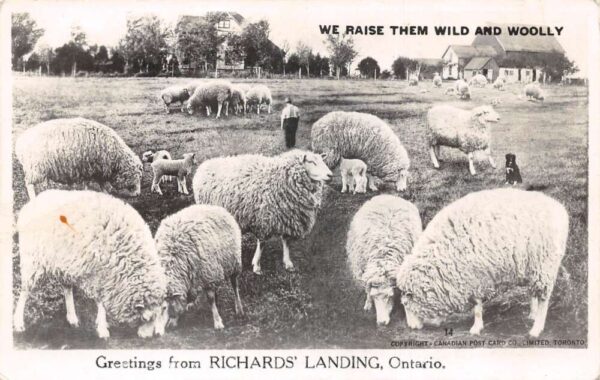 Richards Landing Ontario Canada Sheep Farm Exaggeration Real Photo PC AA69520