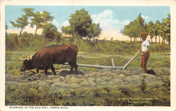 Porto Rico Puerto Rico "Plowing the Old Way" Farming Scene Postcard AA69590