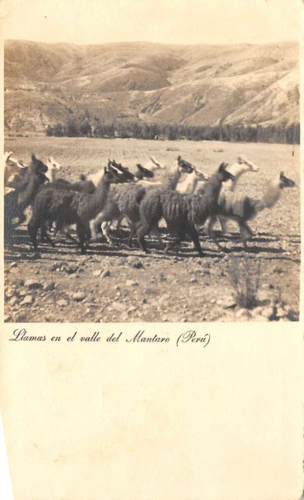 Mantaro River Peru Llamas Real Photo Vintage Postcard AA69624