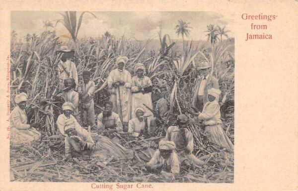 Jamiaca Farming Scene Cutting Sugar Cane Vintage Postcard AA69649