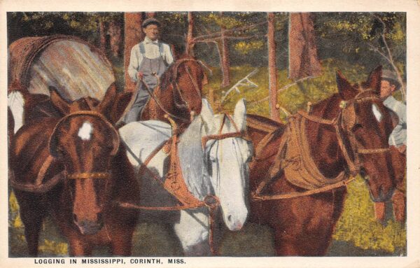 Corinth Mississippi Logging In Mississippi, White Border Vintage Postcard U8314