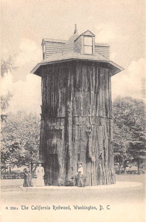 Washington D.C. The California Redwood, Undivided Back Vintage Postcard U8424