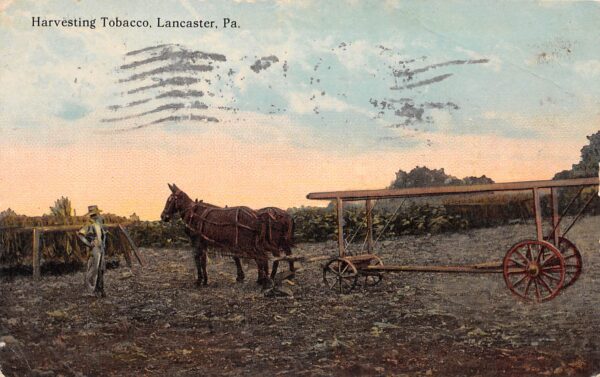 Lancaster Pennsylvania Harvesting Tobacco Scene, Color Lithograph PC U8201
