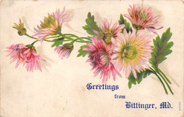 Bittinger Maryland Greetings Pink Flowers Vintage Postcard AA69808