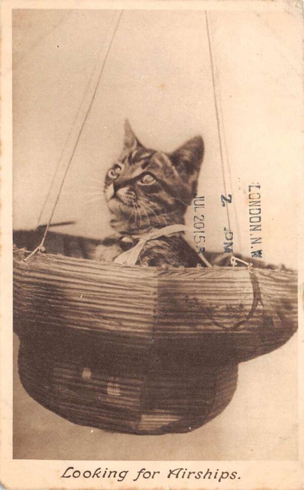Greetings "Looking for Airships" Cat in Basket Vintage Postcard AA70419