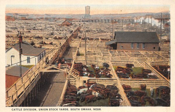 South Omaha Nebraska Union Stock Yards, Cattle Division, White Border PC U9831