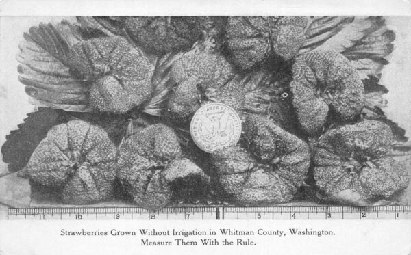 Whitman County Washington Strawberries Grown without Irrigation PC AA70472