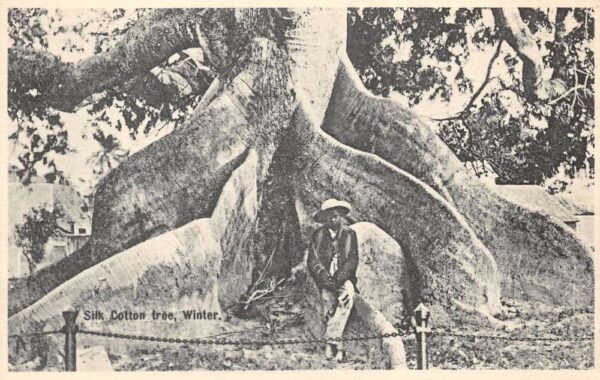 Bahamas Silk Cotton Tree in Winter Boy on Roots Vintage Postcard AA70524