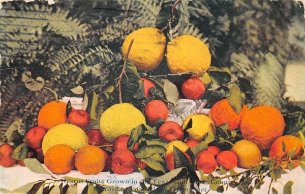 Texas Gulf Coast Farming Advertising Citrus Fruits Vintage Postcard AA70788