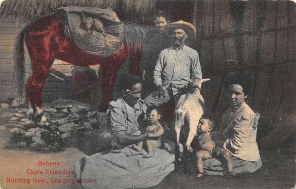 Habana Cuba Country Scene Nursing Goat Children Real Photo Postcard AA70794