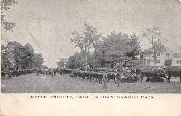 Connecticut ? East Haddam Grange Fair Cattle Exhibit Vintage Postcard AA71329