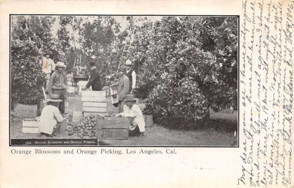 Los Angeles California Orange Blossoms and Orange Picking Orchard PC AA71346