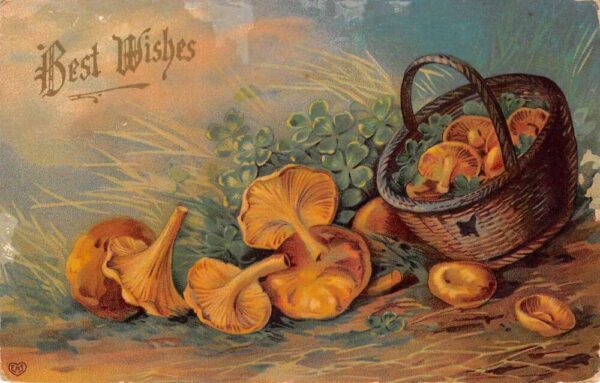 Best Wishes Greetings Mushrooms and Clovers in Basket Vintage Postcard AA71523