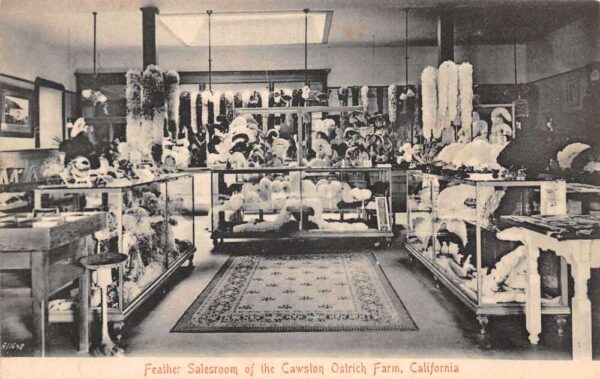 Pasadena California Cawston Ostrich Farm Feather Salesroom Postcard AA71667