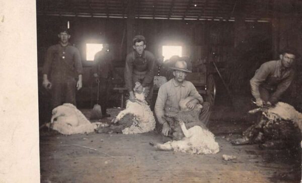 Farmers Ranch Scene Shearing Sheep Cotton Real Photo Postcard AA74667