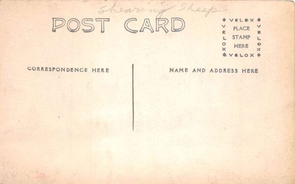 Ranch Farm Scene Shearing Sheep Real Photo Vintage Postcard AA74679 - Image 2