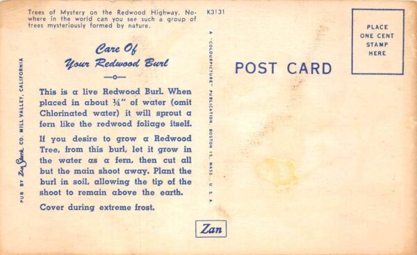 Klamath California Trees of Mystery Redwood Highway Vintage Postcard AA74701 - Image 2