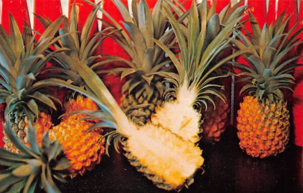 Lake Placid Florida Plantation Paradise Gift Shop, Pineapples, Chrome PC U13198