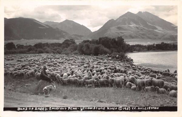 Paradise Valley Montana Band Of Sheep, Emigrant Peak, Real Photo PC U13373