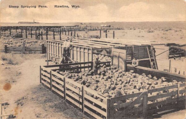 Rawlins Wyoming Sheep Spraying Pens, B/W Photo Print Vintage Postcard U13396