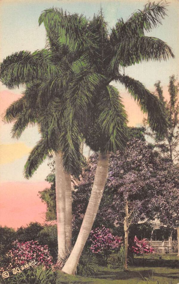 Florida Royal Palms Purple Bouganvilea Flowers Barnhill Hand Colored PC AA74987