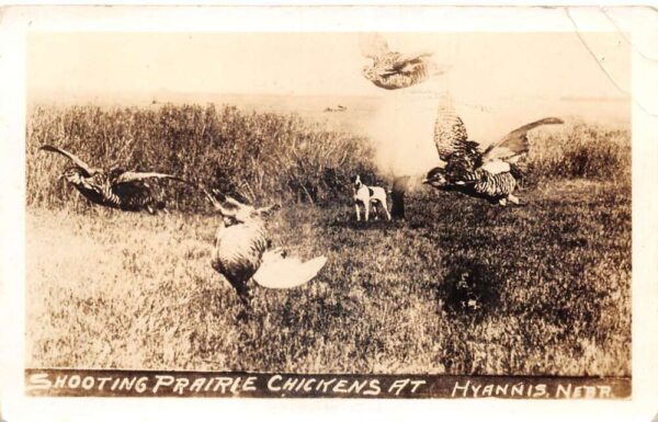 Hyannis Nebraska Shooting Prairie Chickens Hunting Real Photo Postcard AA75339