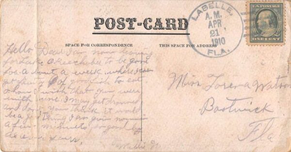Port Thompson Florida Herd of Goats in Park Scenic View Vintage Postcard AA74566 - Image 2