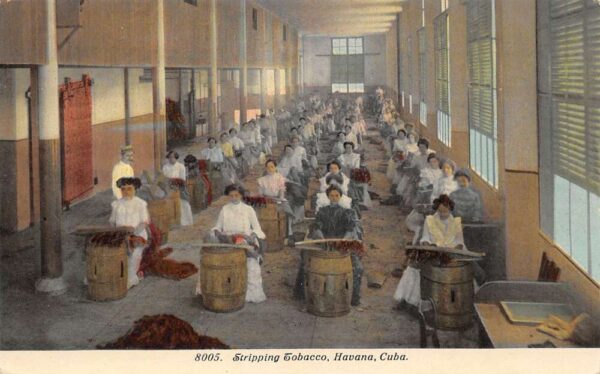 Havana Cuba Stripping Tobacco Warehouse Factory Vintage Postcard AA74516