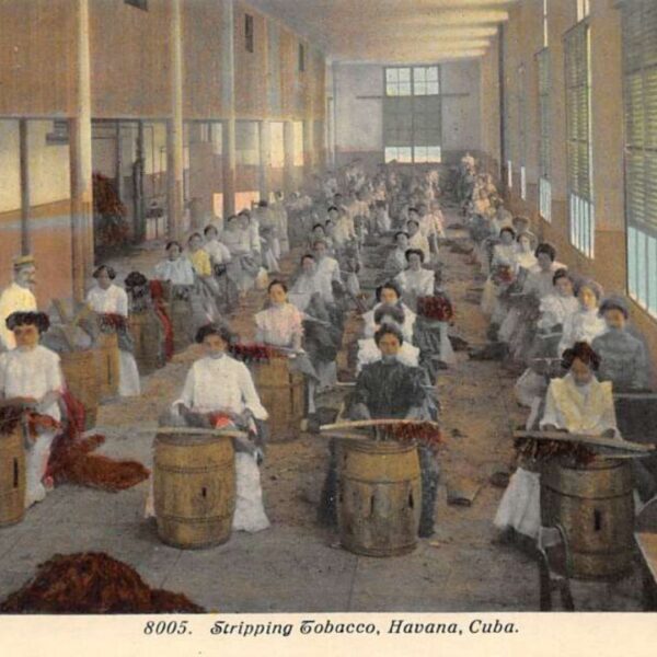 Post card of women stropping tobacco in Havana