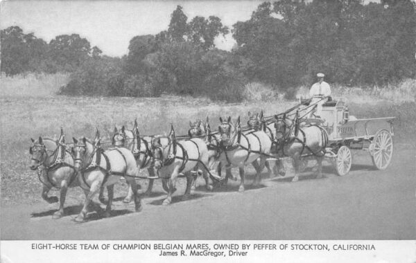 Stockton California 8 Horse Team Champion Belgian Mares Draft horse PC AA83134