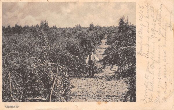 Hanford California Prune Orchard, Undivided Back, Vintage Postcard U17877