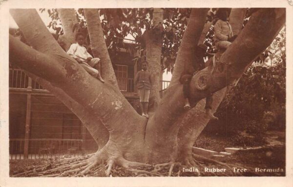 Bermuda India Rubber Tree and Children Real Photo Postcard AA83594