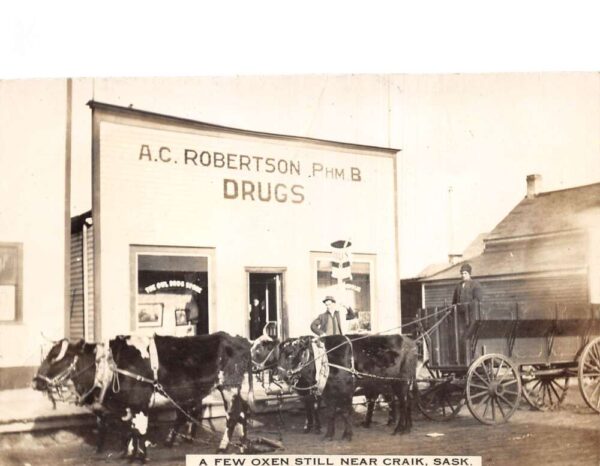Craik Saskatchewan Canada Drug Store Ox Wagon Real Photo Postcard AA83716