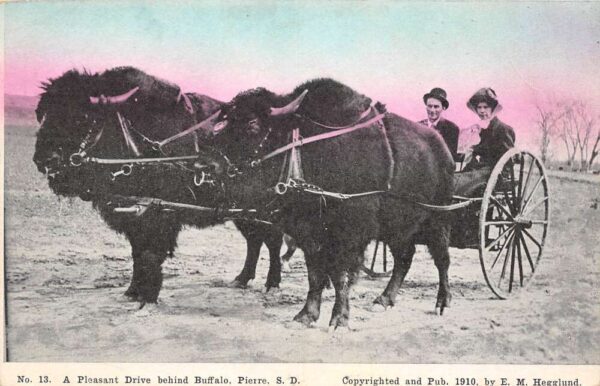 Pierre South Dakota Buffalo Pulled Cart With Passengers, Vintage PC U14429