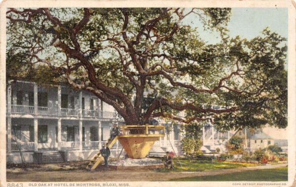 Biloxi Mississippi Old Oak At Hotel De Montross, White Border Vintage PC U14433