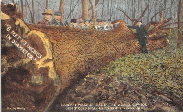 Excelsior Springs Missouri World's Largest Walnut Tree, Color Lithograph PCU15218