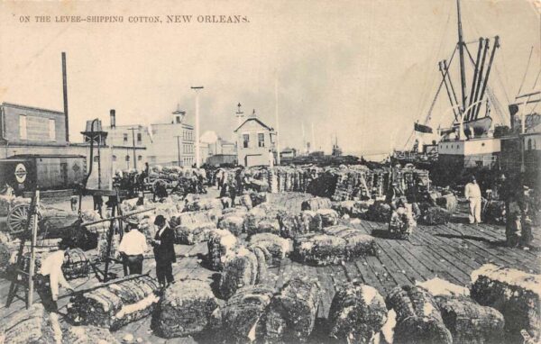 New Orleans Louisiana On the Levee Shipping Cotton Vintage Postcard AA77203