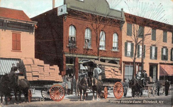 Rhinebeck New York Shipping Violets At Easter, Color Lithograph Postcard U15234