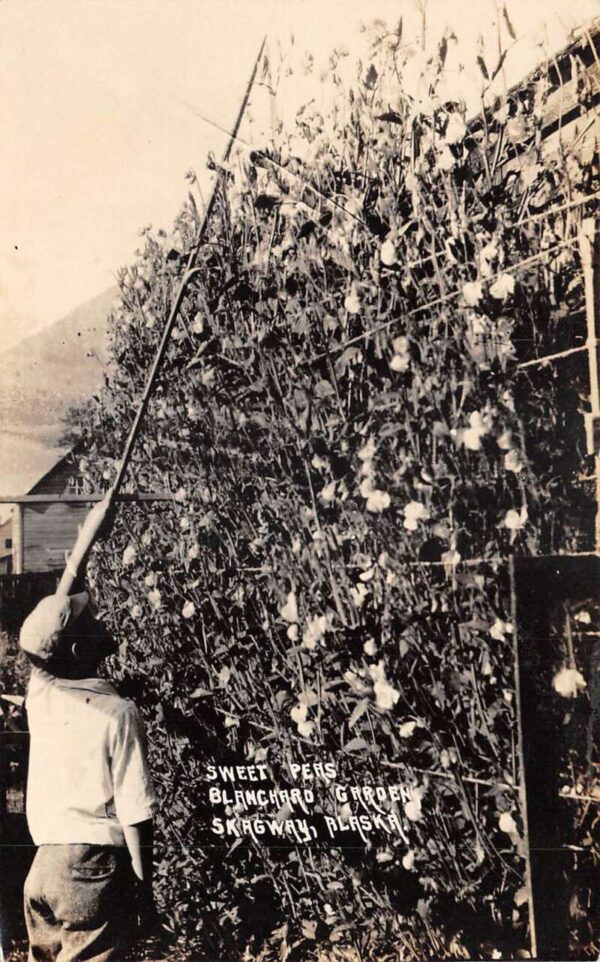 Skagway Alaska Blanchard Garden Sweet Peas Real Photo Postcard AA77453