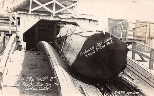 Scotia California Pacific Lumber Redwood Log Real Photo Postcard AA77485